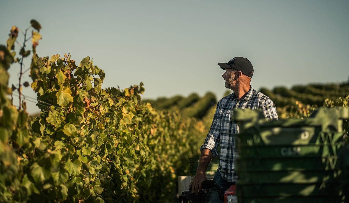 Gala Estate winemaker in vineyard